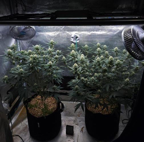 Romdog/Garlic Fever LSO + Organics !. Week 11 - 08/28/26