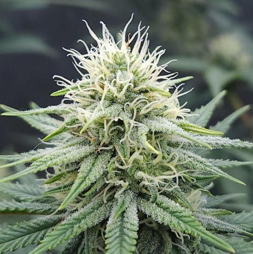 Romdog/Garlic Fever LSO + Organics !. Week 11 - Romdog (Day 71)