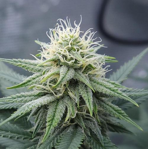 Romdog/Garlic Fever LSO + Organics !. Week 11 - Romdog (Day 71)