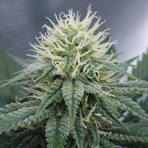 Romdog/Garlic Fever LSO + Organics !. Week 11 - Garlic Fever (Day 71)