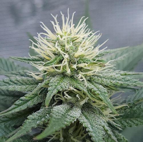 Romdog/Garlic Fever LSO + Organics !. Week 11 - Garlic Fever (Day 71)