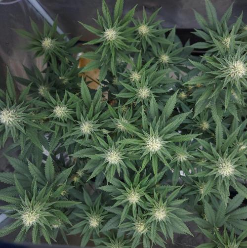 Romdog/Garlic Fever LSO + Organics !. Week 11 - Garlic Fever (Day 71)
