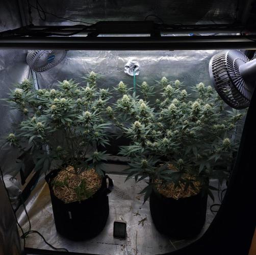Romdog/Garlic Fever LSO + Organics !. Week 11 - 08/29/26