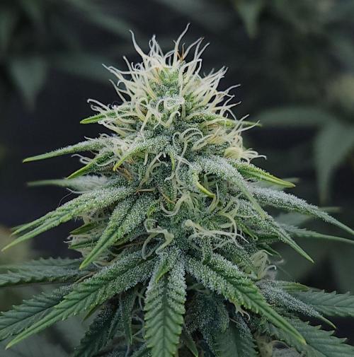 Romdog/Garlic Fever LSO + Organics !. Week 11 - Romdog (Day 72)