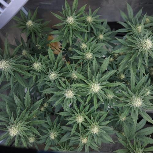 Romdog/Garlic Fever LSO + Organics !. Week 11 - Garlic Fever (Day 72)