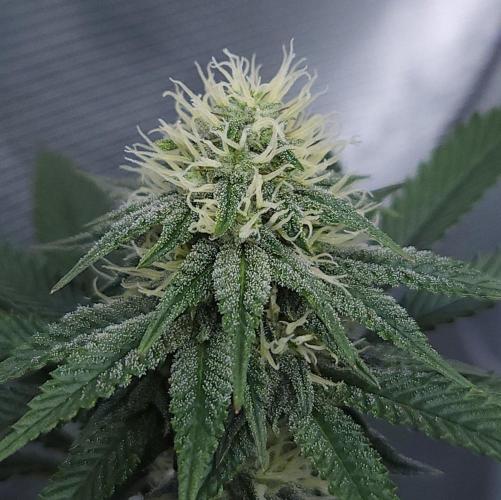Romdog/Garlic Fever LSO + Organics !. Week 11 - Garlic Fever (Day 72)