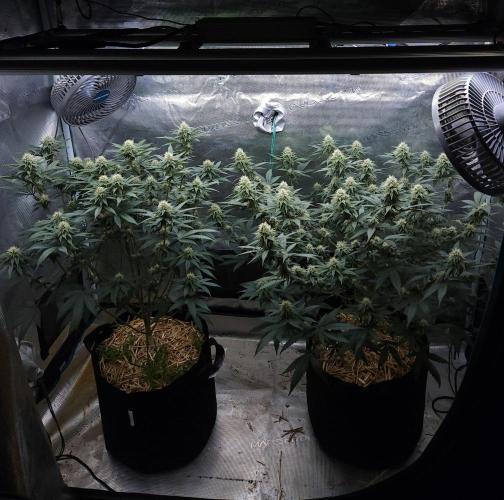 Romdog/Garlic Fever LSO + Organics !. Week 11 - 08/30/26