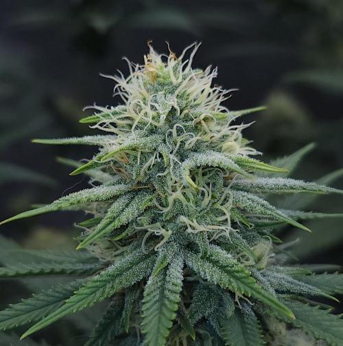 Romdog/Garlic Fever LSO + Organics !. Week 11 - Romdog (Day 73)