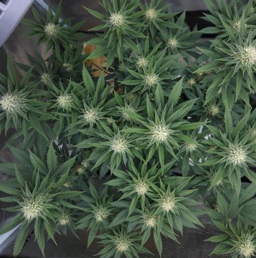 Romdog/Garlic Fever LSO + Organics !. Week 11 - Garlic Fever (Day 73)