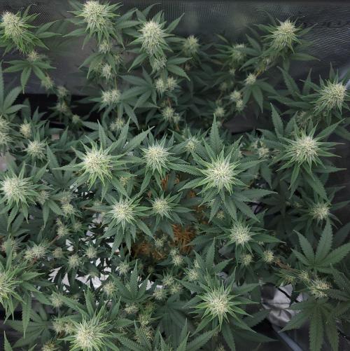 Romdog/Garlic Fever LSO + Organics !. Week 11 - Romdog (Day 73)
