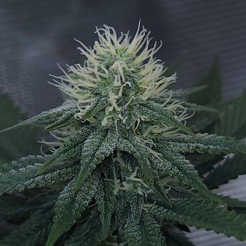 Romdog/Garlic Fever LSO + Organics !. Week 11 - Garlic Fever (Day 73)