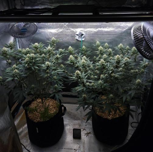 Romdog/Garlic Fever LSO + Organics !. Week 11 - 08/31/26