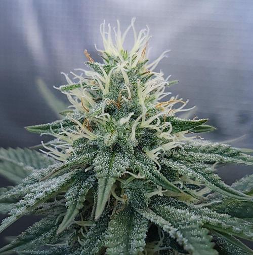 Romdog/Garlic Fever LSO + Organics !. Week 11 - Garlic Fever (Day 74)