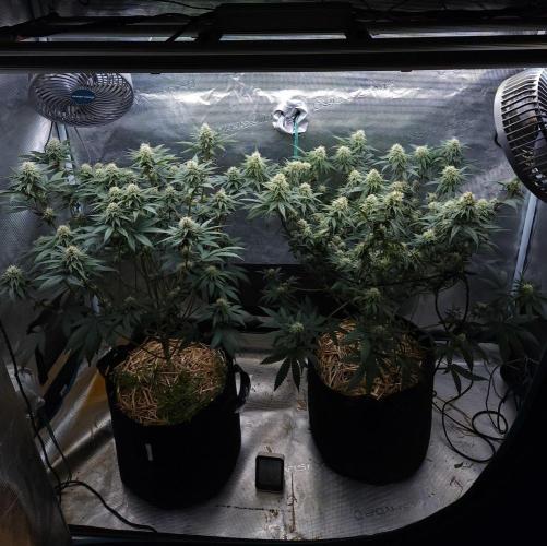 Romdog/Garlic Fever LSO + Organics !. Week 11 - 09/01/26
