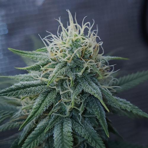 Romdog/Garlic Fever LSO + Organics !. Week 11 - Romdog (Day 75)