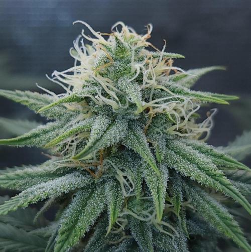 Romdog/Garlic Fever LSO + Organics !. Week 11 - Romdog (Day 75)