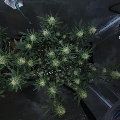 Romdog/Garlic Fever LSO + Organics !. Week 11 - Romdog (Day 75)