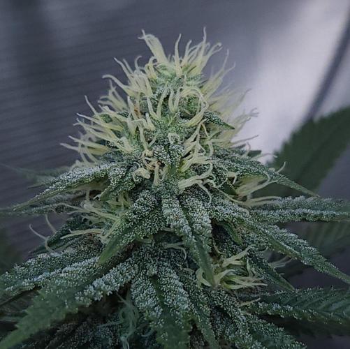 Romdog/Garlic Fever LSO + Organics !. Week 11 - Garlic Fever (Day 75)
