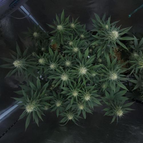 Romdog/Garlic Fever LSO + Organics !. Week 11 - Garlic Fever (Day 75)