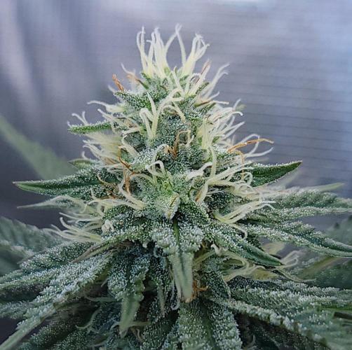 Romdog/Garlic Fever LSO + Organics !. Week 11 - Garlic Fever (Day 75)