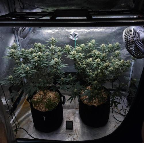 Romdog/Garlic Fever LSO + Organics !. Week 11 - 09/02/26