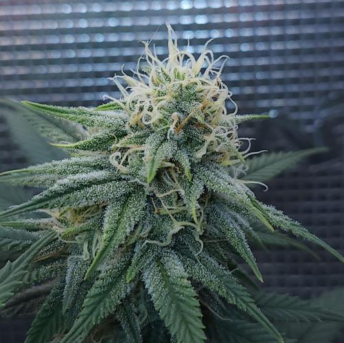 Romdog/Garlic Fever LSO + Organics !. Week 12 - Romdog (Day 76)