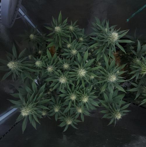 Romdog/Garlic Fever LSO + Organics !. Week 12 - Garlic Fever (Day 76)