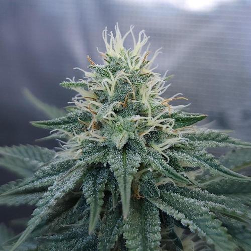 Romdog/Garlic Fever LSO + Organics !. Week 12 - Garlic Fever (Day 76)