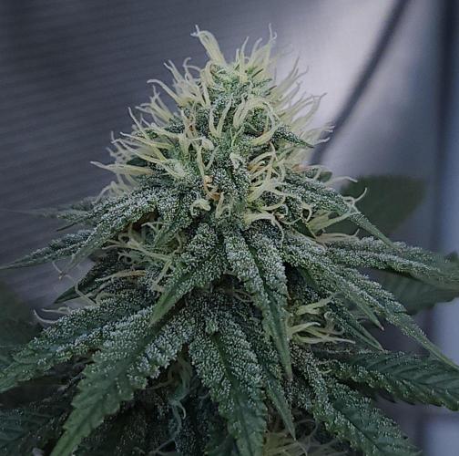 Romdog/Garlic Fever LSO + Organics !. Week 12 - Garlic Fever (Day 76)