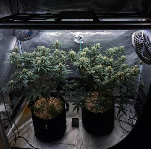 Romdog/Garlic Fever LSO + Organics !. Week 12 - 09/03/26