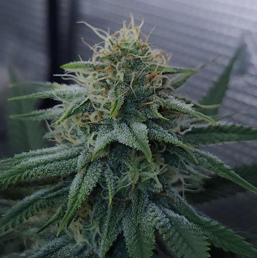 Romdog/Garlic Fever LSO + Organics !. Week 12 - Romdog (Day 77)