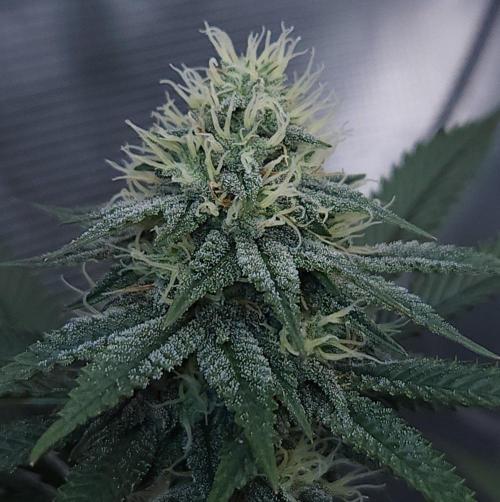 Romdog/Garlic Fever LSO + Organics !. Week 12 - Garlic Fever (Day 77)