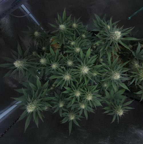 Romdog/Garlic Fever LSO + Organics !. Week 12 - Garlic Fever (Day 77)