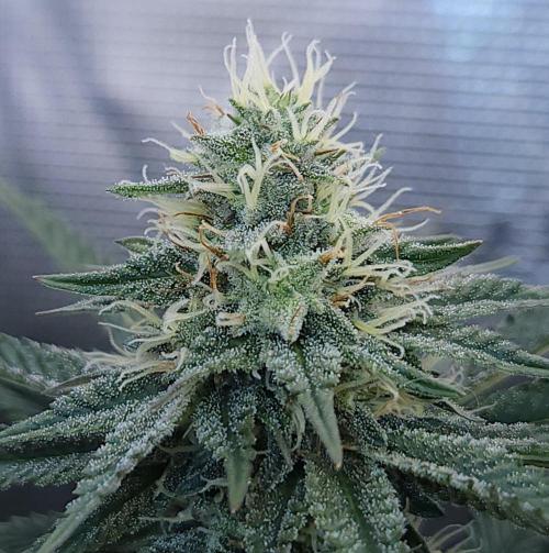 Romdog/Garlic Fever LSO + Organics !. Week 12 - Garlic Fever (Day 77)