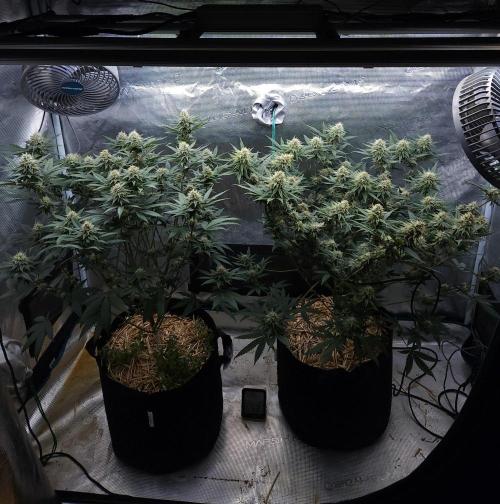 Romdog/Garlic Fever LSO + Organics !. Week 12 - 09/04/26