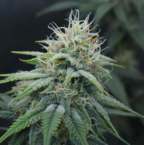 Romdog/Garlic Fever LSO + Organics !. Week 12 - Romdog (Day 78)