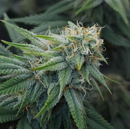 Romdog/Garlic Fever LSO + Organics !. Week 12 - Romdog (Day 78)