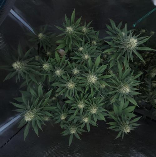 Romdog/Garlic Fever LSO + Organics !. Week 12 - Garlic Fever (Day 78)