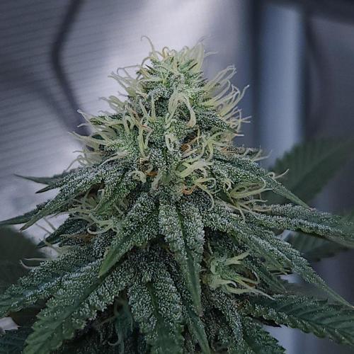 Romdog/Garlic Fever LSO + Organics !. Week 12 - Garlic Fever (Day 78)