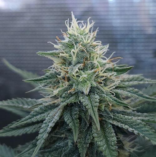 Romdog/Garlic Fever LSO + Organics !. Week 12 - Garlic Fever (Day 78)