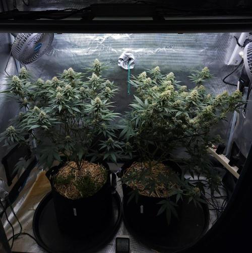 Romdog/Garlic Fever LSO + Organics !. Week 12 - 09/05/26