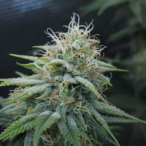 Romdog/Garlic Fever LSO + Organics !. Week 12 - Romdog (Day 79)