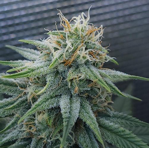 Romdog/Garlic Fever LSO + Organics !. Week 12 - Romdog (Day 79)