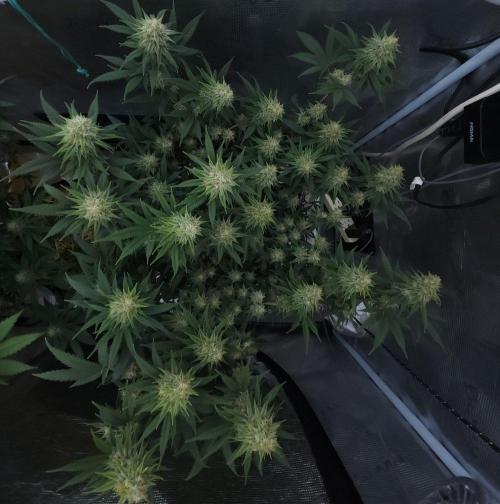 Romdog/Garlic Fever LSO + Organics !. Week 12 - Romdog (Day 79)