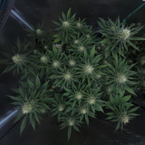 Romdog/Garlic Fever LSO + Organics !. Week 12 - Garlic Fever (Day 79)