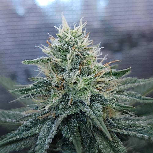 Romdog/Garlic Fever LSO + Organics !. Week 12 - Garlic Fever (Day 79)