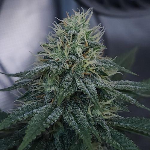 Romdog/Garlic Fever LSO + Organics !. Week 12 - Garlic Fever (Day 79)