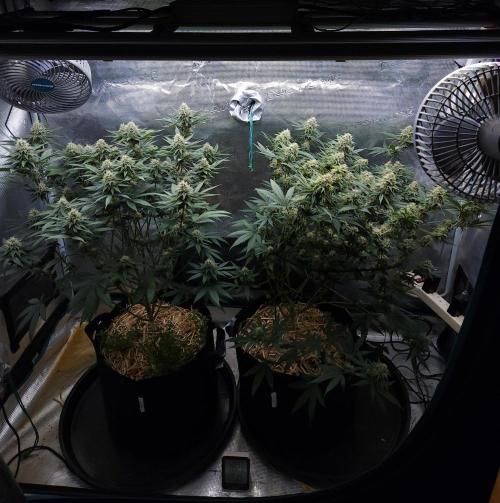 Romdog/Garlic Fever LSO + Organics !. Week 12 - 09/06/26