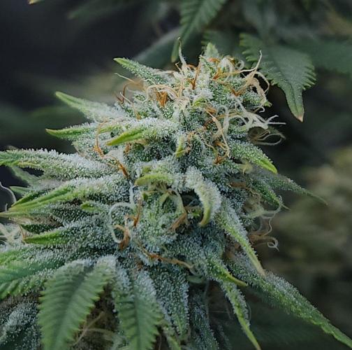 Romdog/Garlic Fever LSO + Organics !. Week 12 - Romdog (Day 80)