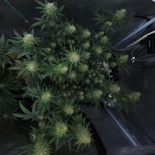 Romdog/Garlic Fever LSO + Organics !. Week 12 - Romdog (Day 80)